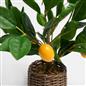 OHS Artificial Tree Plant Foliage in Basket Pot Palm Olive Leaves Tabletop Decor