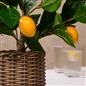 OHS Artificial Tree Plant Foliage in Basket Pot Palm Olive Leaves Tabletop Decor