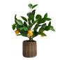 OHS Artificial Tree Plant Foliage in Basket Pot Palm Olive Leaves Tabletop Decor
