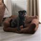Dog Bed Sofa Cat Washable Super Soft Fur Fleece Warm Pet Puppy Medium Cushion