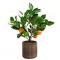 OHS Artificial Tree Plant Foliage in Basket Pot Palm Olive Leaves Tabletop Decor