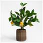 OHS Artificial Tree Plant Foliage in Basket Pot Palm Olive Leaves Tabletop Decor