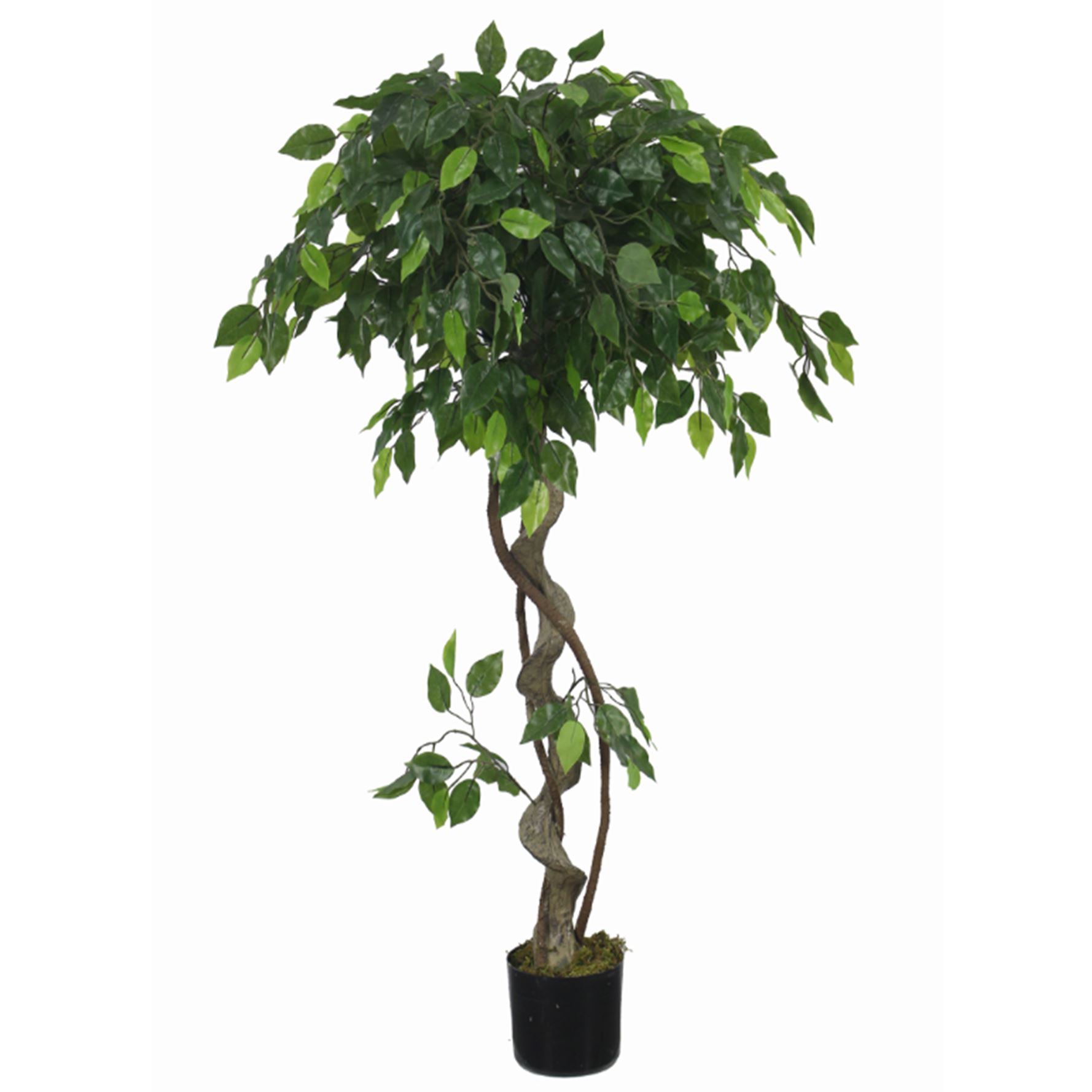 LARGE Ruscus Trees Artificial Ruscus Ficus - Home or Office Decor - Picture 2 of 20