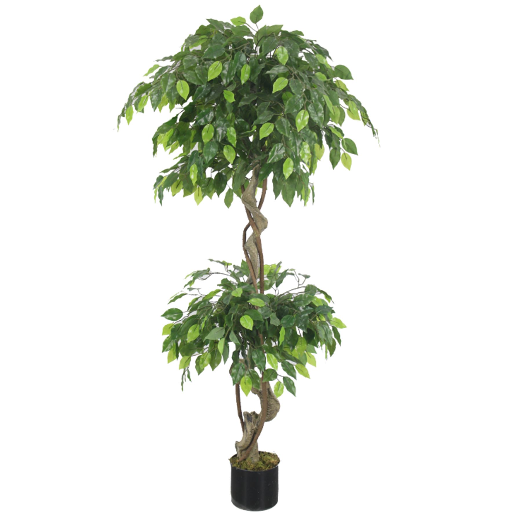 LARGE Ruscus Trees Artificial Ruscus Ficus - Home or Office Decor - Picture 12 of 20