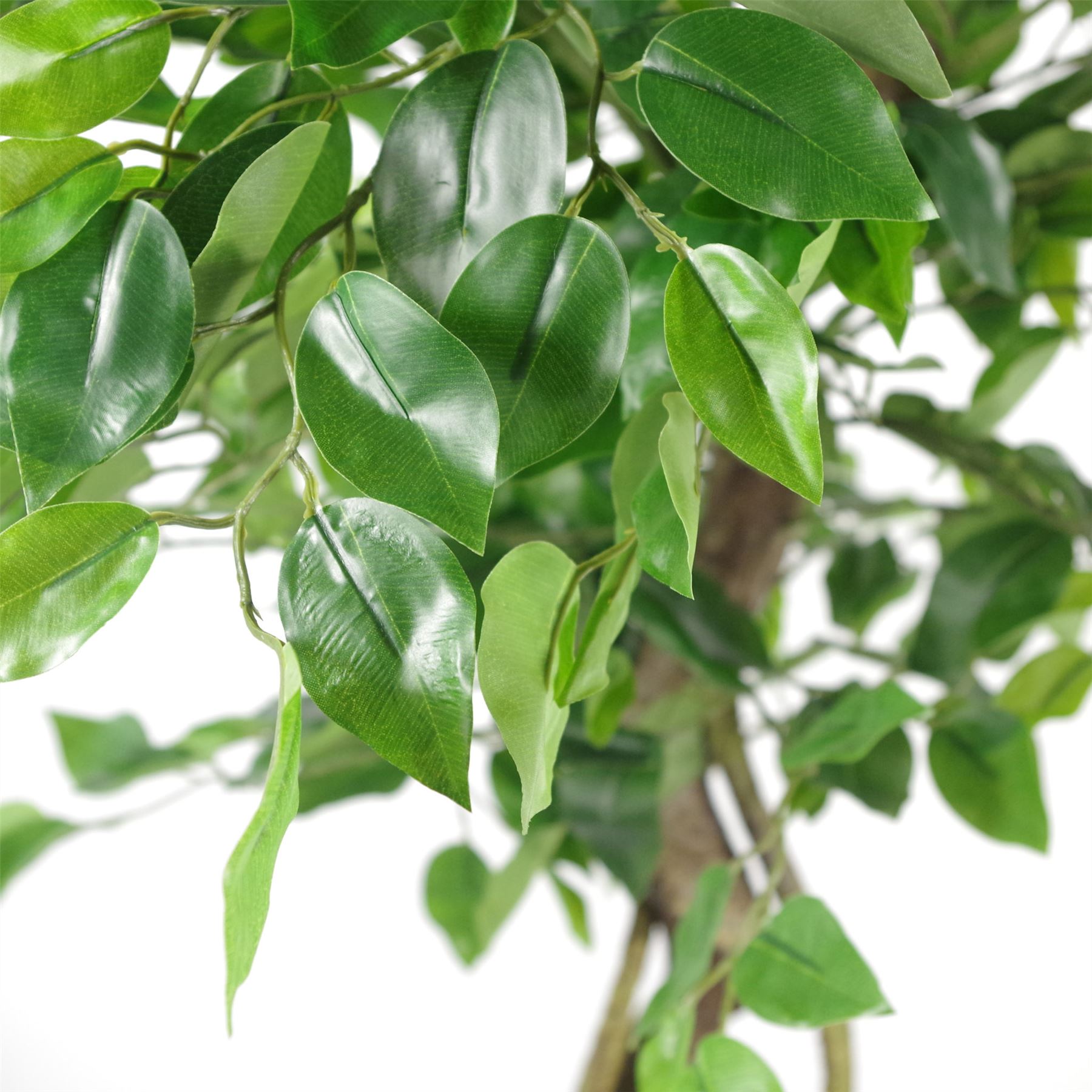LARGE Ruscus Trees Artificial Ruscus Ficus - Home or Office Decor - Picture 4 of 20