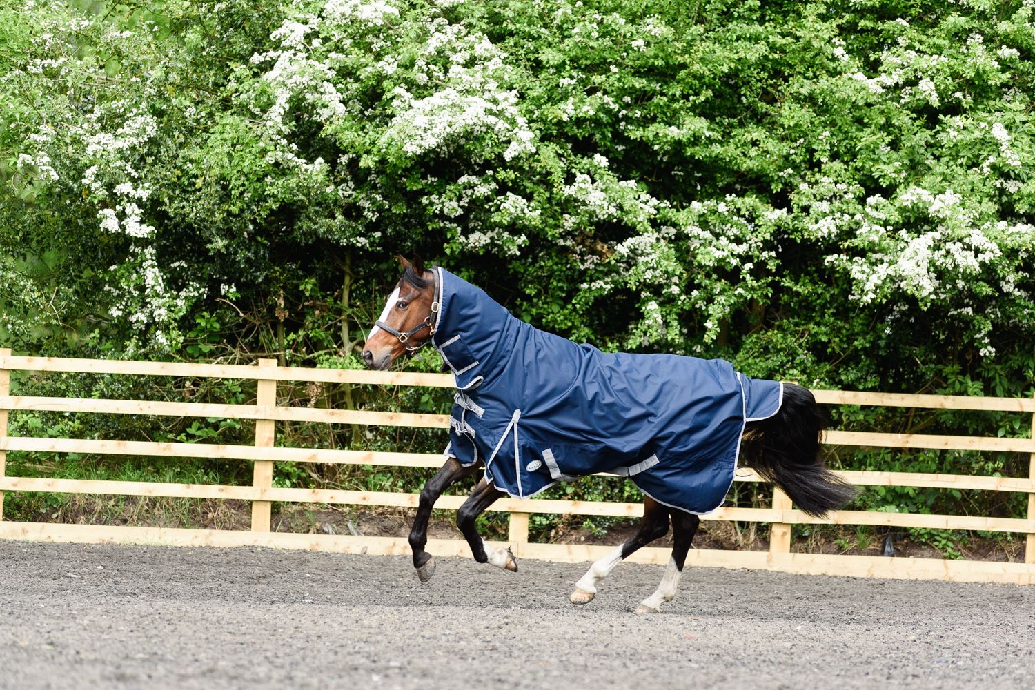 Best on Horse 180915 leichter Teppich - Bild 18 von 32