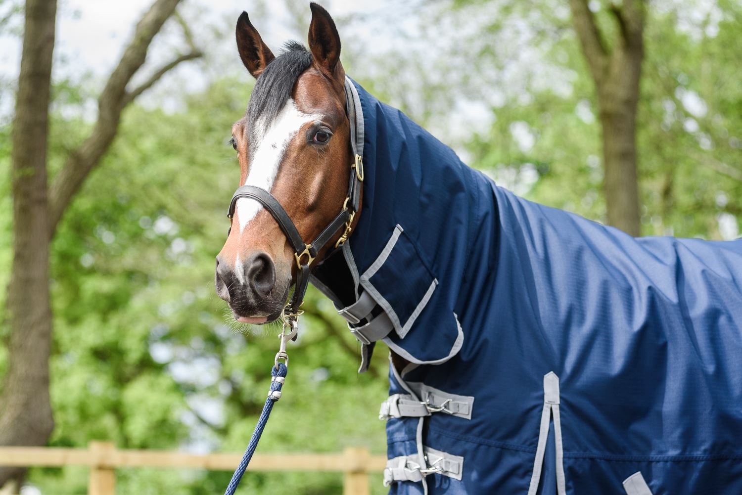 Best on Horse 180915 leichter Teppich - Bild 21 von 32