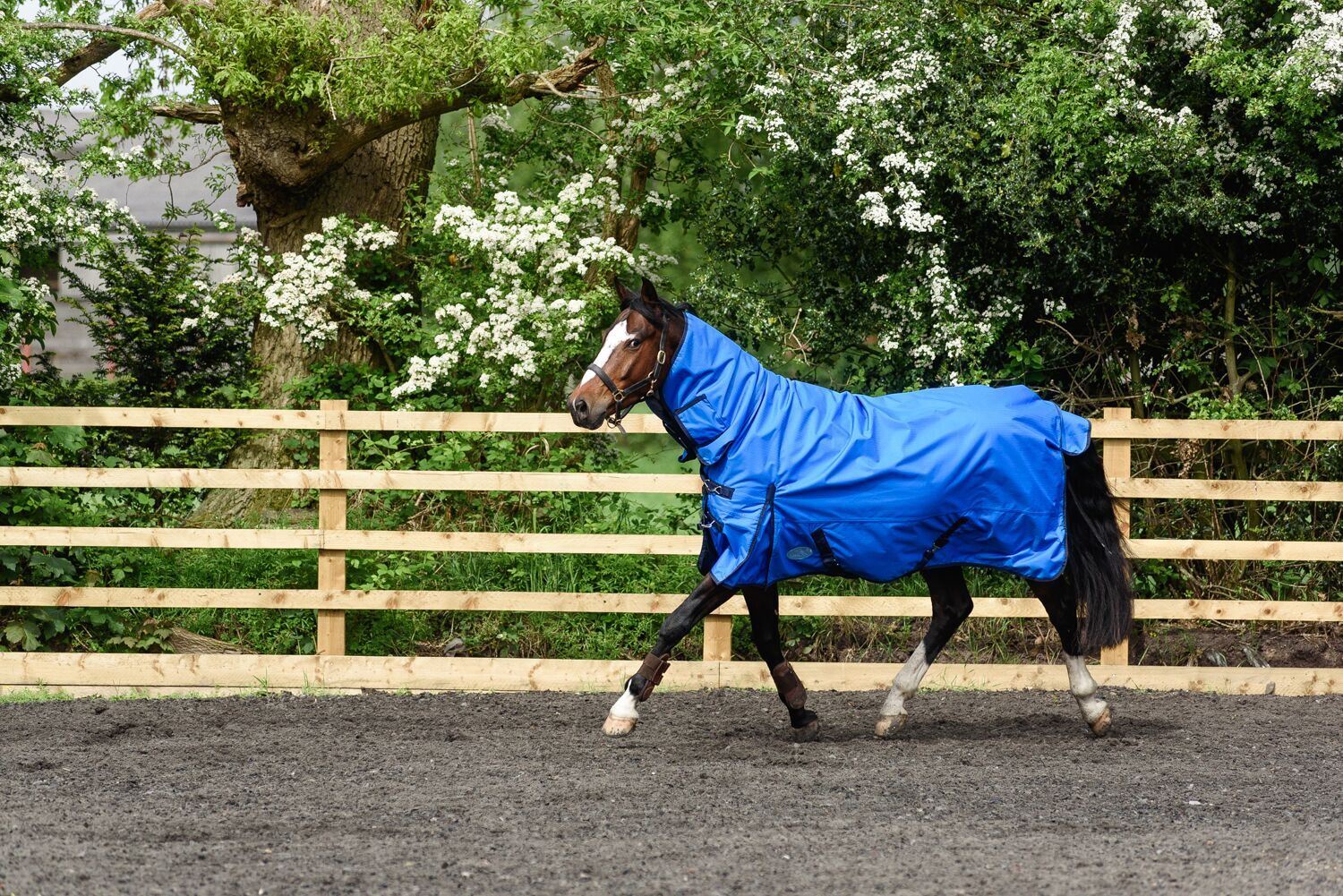 Best on Horse 180915 leichter Teppich - Bild 15 von 32