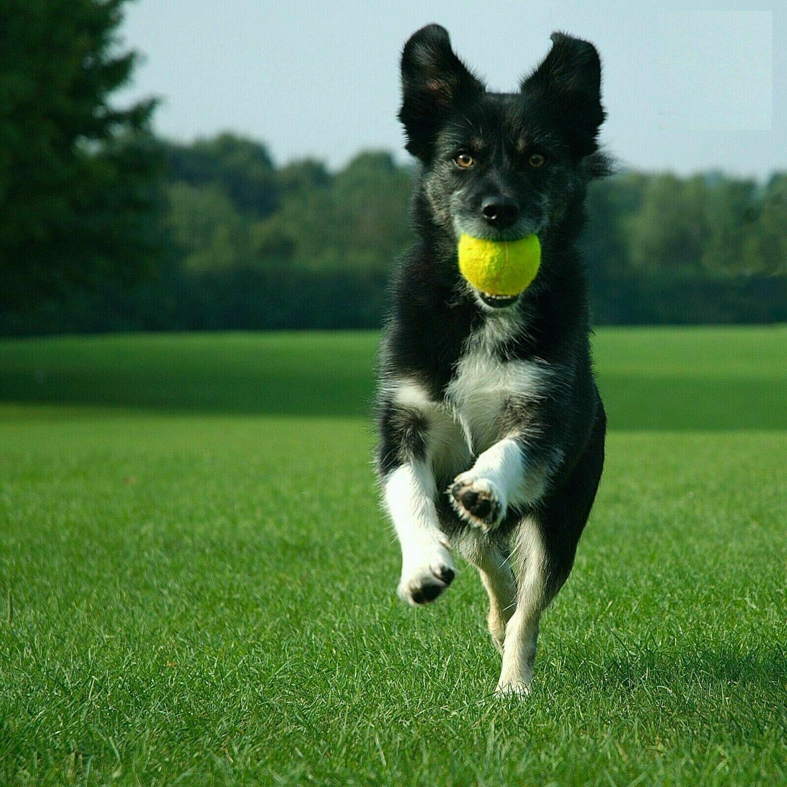 1-24 Tennis Balls High Quality Sports Outdoor Cricket Beach Dog Fetch Toy Ball - Picture 12 of 18