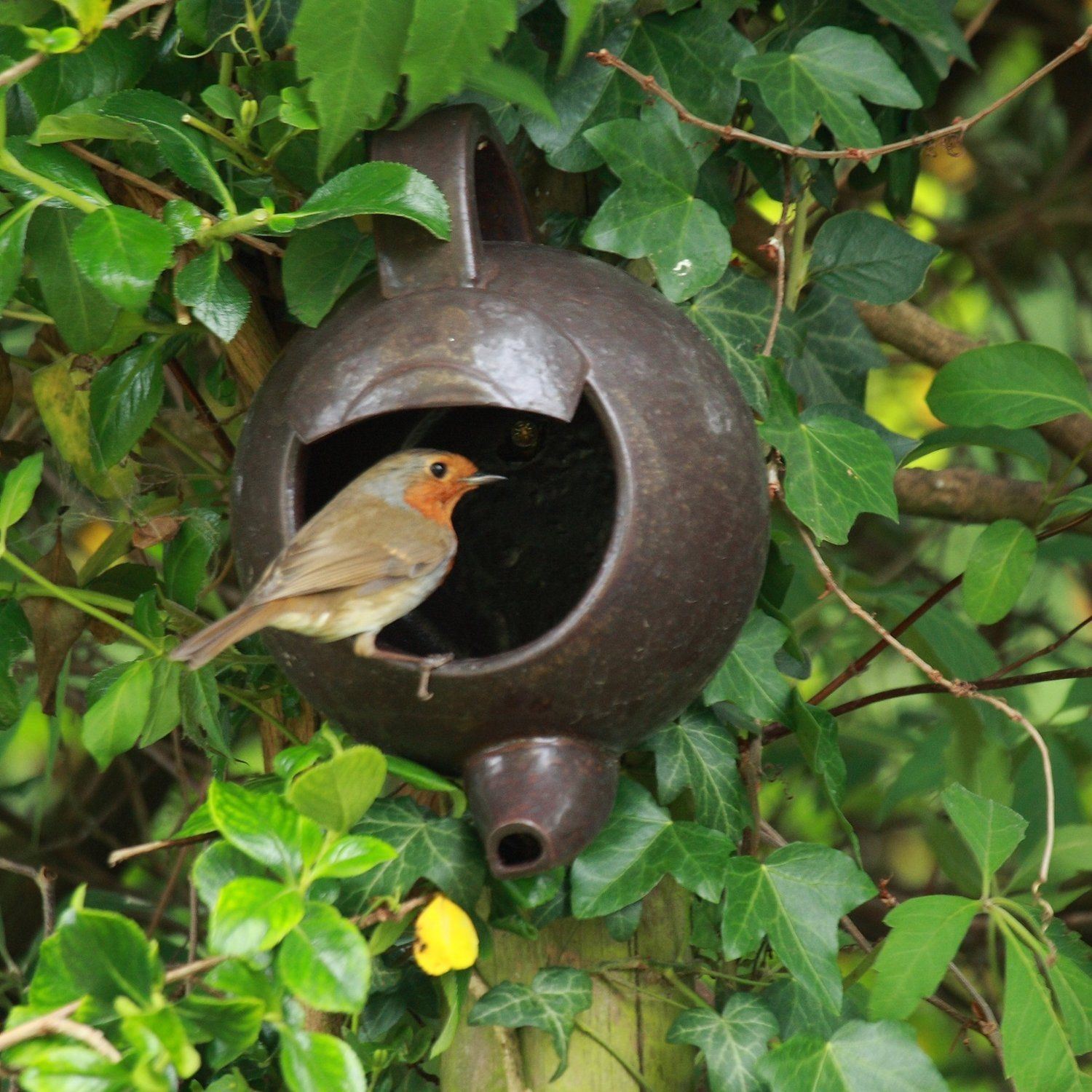 Robin Teapot Nester Wild Garden Bird Nest Box eBay
