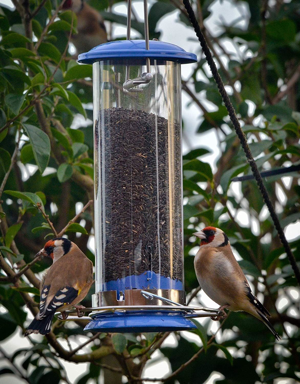 Peckish 2kg Nyjer Niger Seed Feeding Garden Wild Food Feeders Bird
