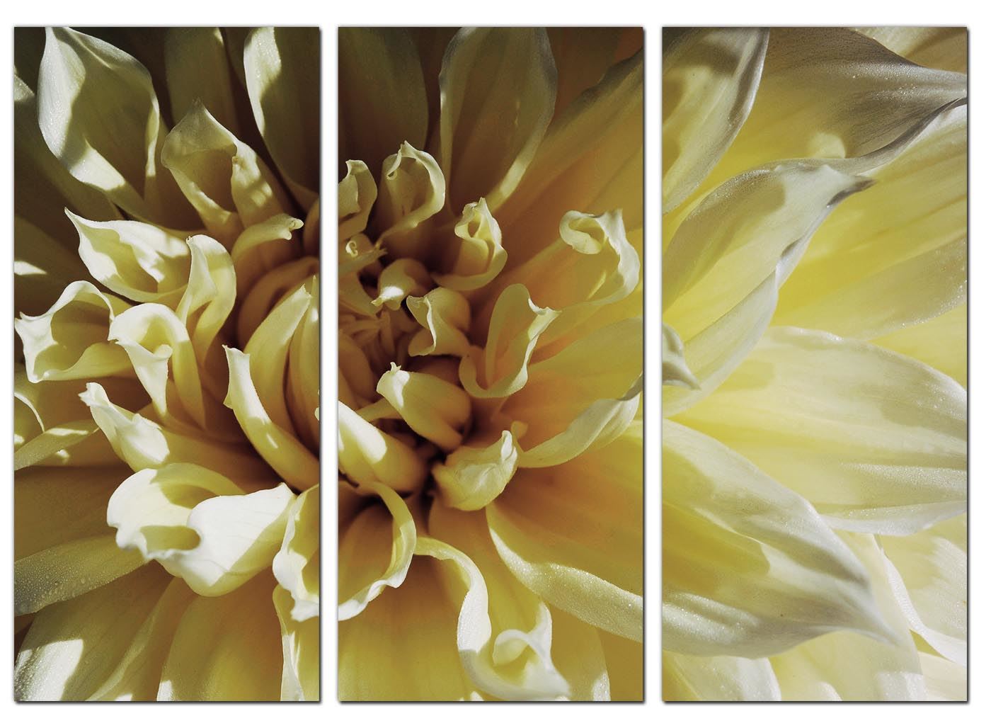 Set of 3 Cream Floral Canvas Prints Pictures Living Room Wall Art 3104 5060327322983 eBay