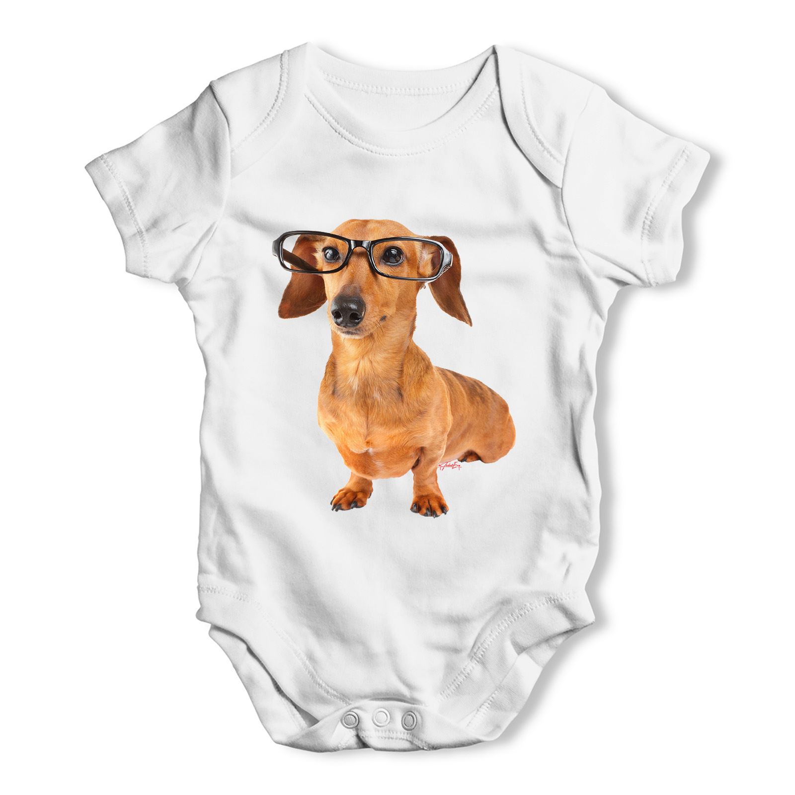 dachshund baby grow