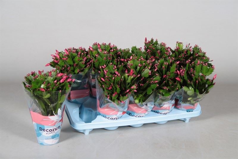 christmas cactus plant in a 10cm pot schlumbergera ebay christmas cactus maintenance