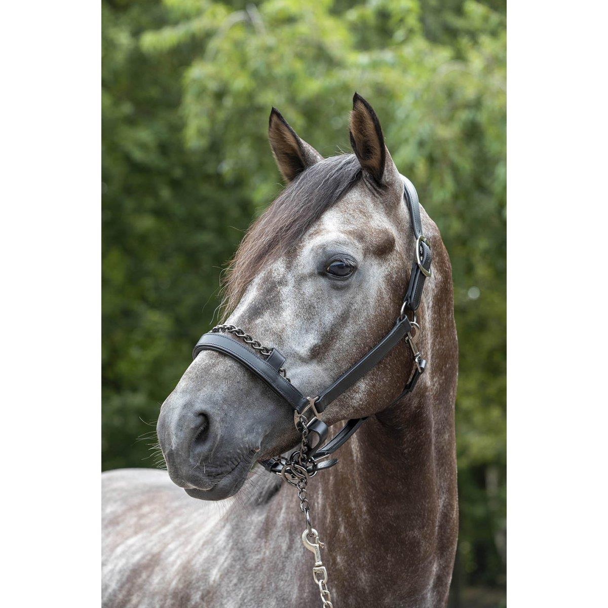 LeMieux Leather ProSafe Control Headcollar Halter eBay