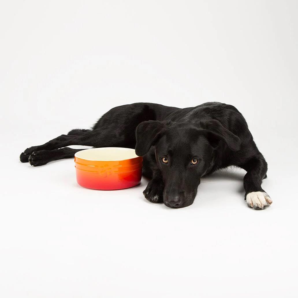 Hund Katze Futternapf Haustier alle Rassen Größen Wasser Untertasse Keramik elegant ombre orange - Bild 12 von 14