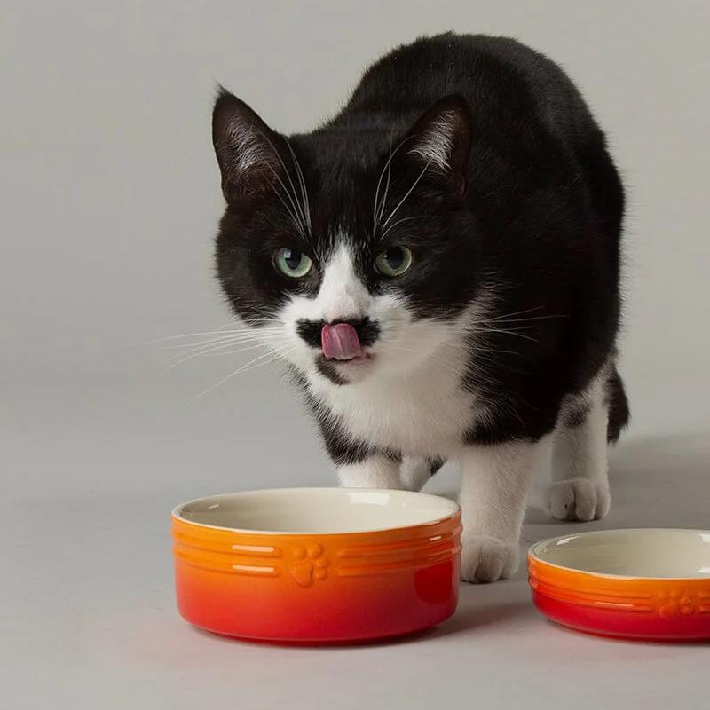 Hund Katze Futternapf Haustier alle Rassen Größen Wasser Untertasse Keramik elegant ombre orange - Bild 6 von 14