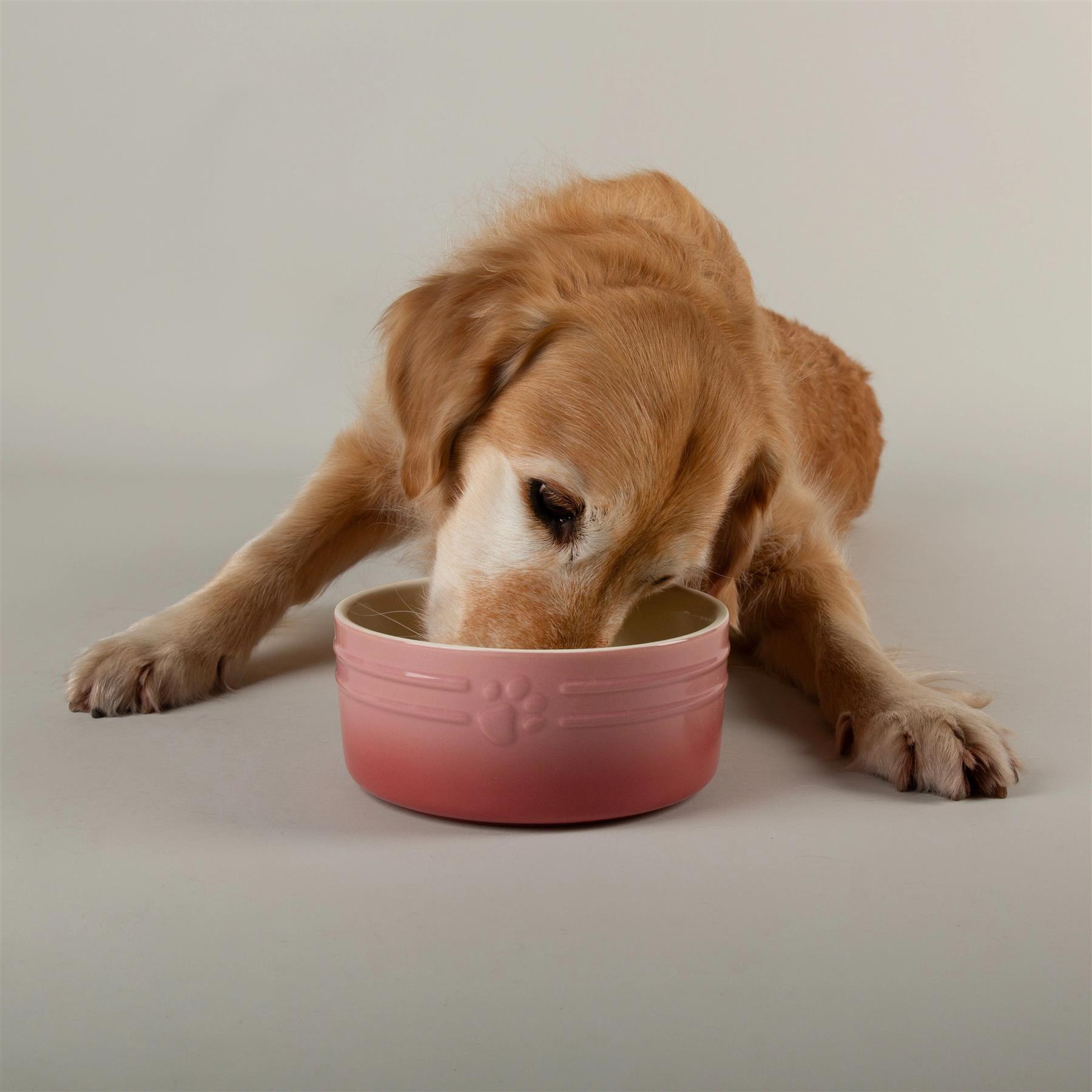 Hund Katze Futternapf Haustier alle Rassen Größen Wasser Untertasse Keramik elegant ombre rosa - Bild 12 von 15