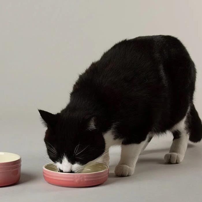 Hund Katze Futternapf Haustier alle Rassen Größen Wasser Untertasse Keramik elegant ombre rosa - Bild 15 von 15
