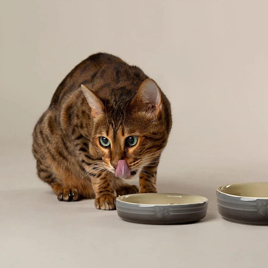 Hund Katze Futternapf Haustier alle Rassen Größen Wasser Untertasse Keramik Elegant Ombre Grau - Bild 15 von 15