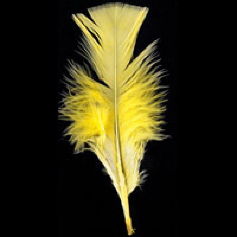 Trimits Yellow Turkey Craft Feathers (Value Pack Of 5)