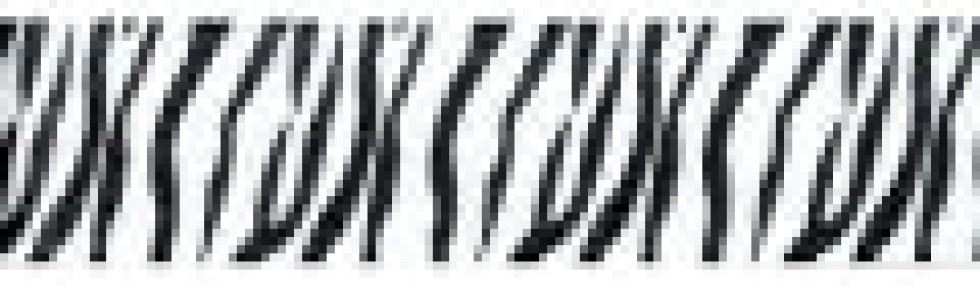 Berwick Offray Wild Animal Ribbon Animal Print 4
 