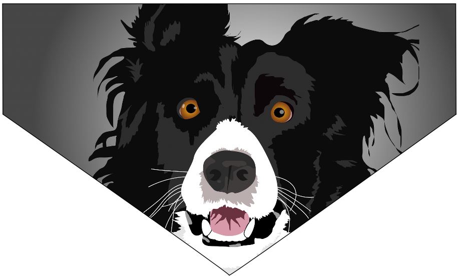 Dog/Pet Bandana - Border Collie (CAN BE CUSTOMISED) - Picture 3 of 10