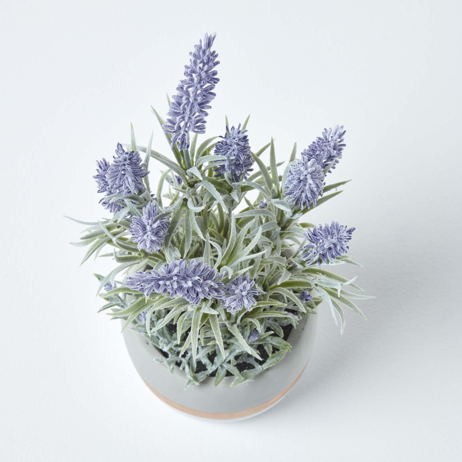 Lavender Plants For Sale Ebay