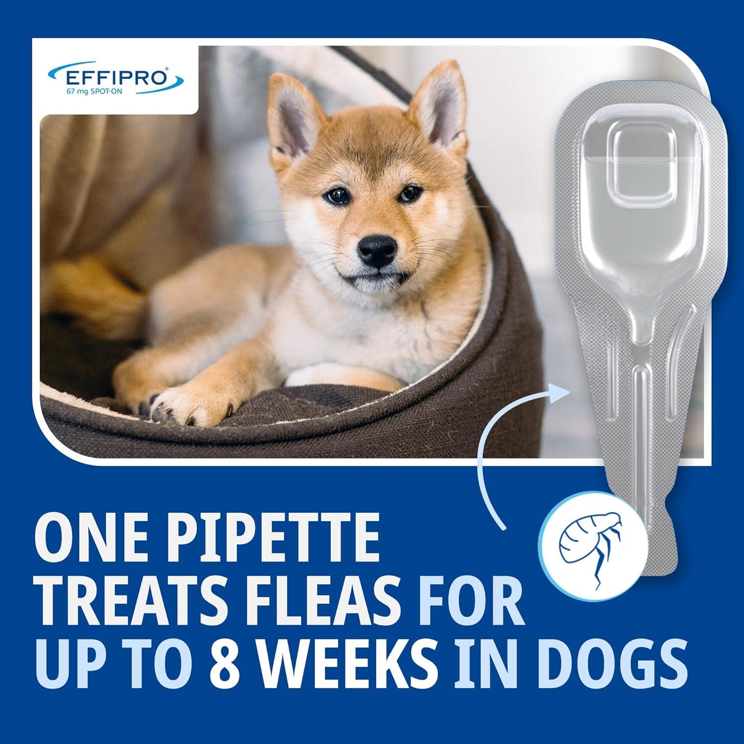 Spot On Flea Treatment AVM-GSL For Pets Cats & Dogs 4 Pipettes With Fipronil - Picture 21 of 61