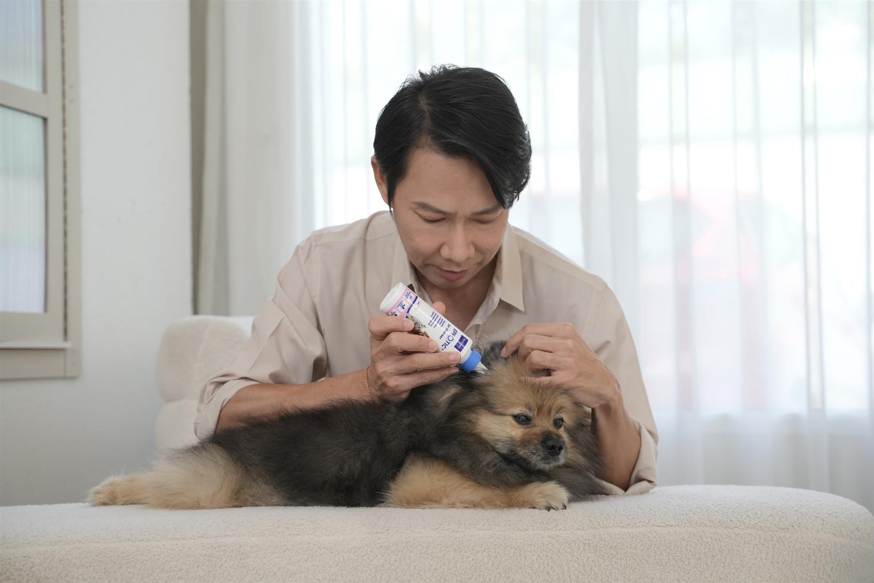 Spot On Flea Treatment AVM-GSL For Pets Cats & Dogs 4 Pipettes With Fipronil - Picture 52 of 61