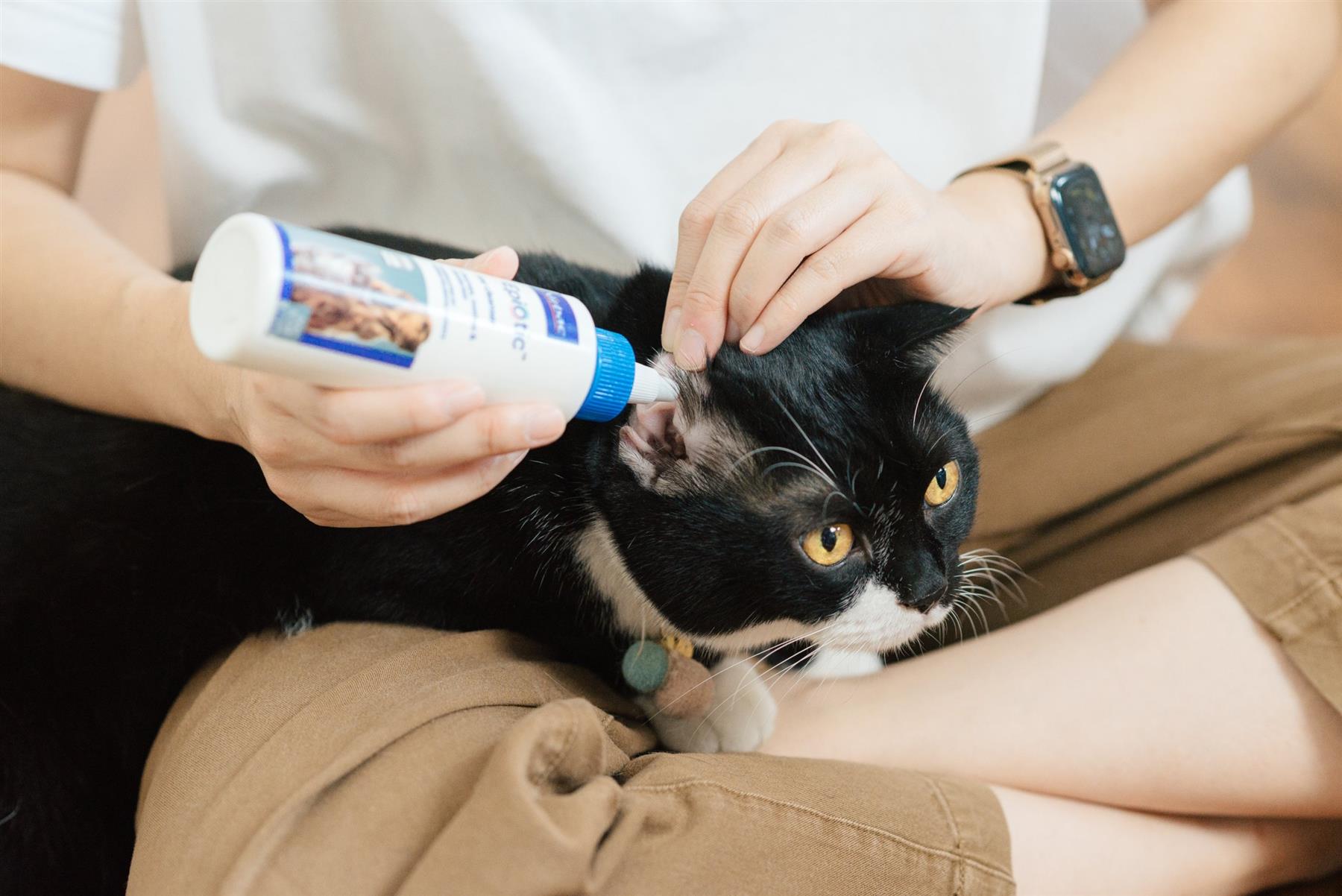 Spot On Flea Treatment AVM-GSL For Pets Cats & Dogs 4 Pipettes With Fipronil - Picture 46 of 61