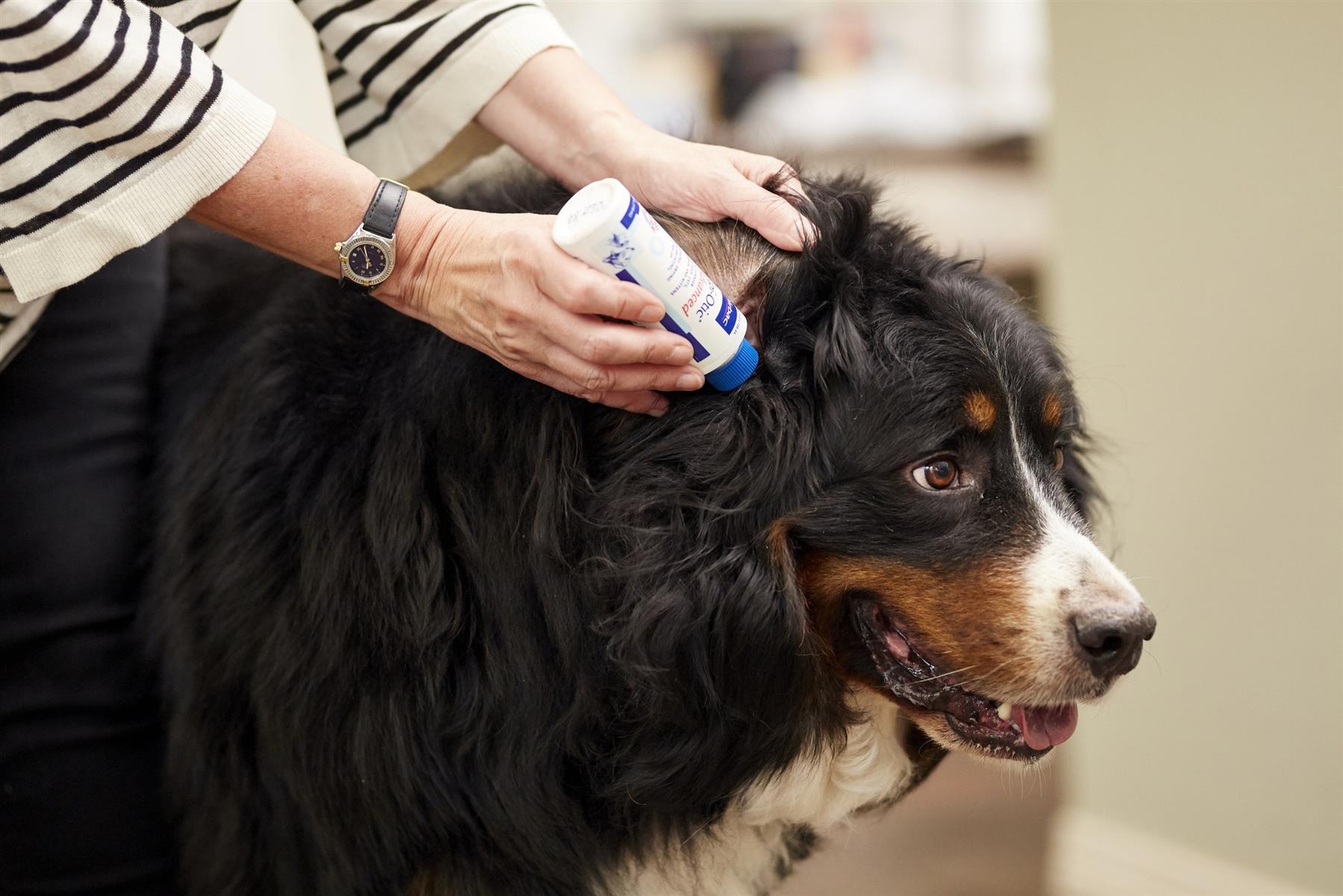 Spot On Flea Treatment AVM-GSL For Pets Cats & Dogs 4 Pipettes With Fipronil - Picture 47 of 61