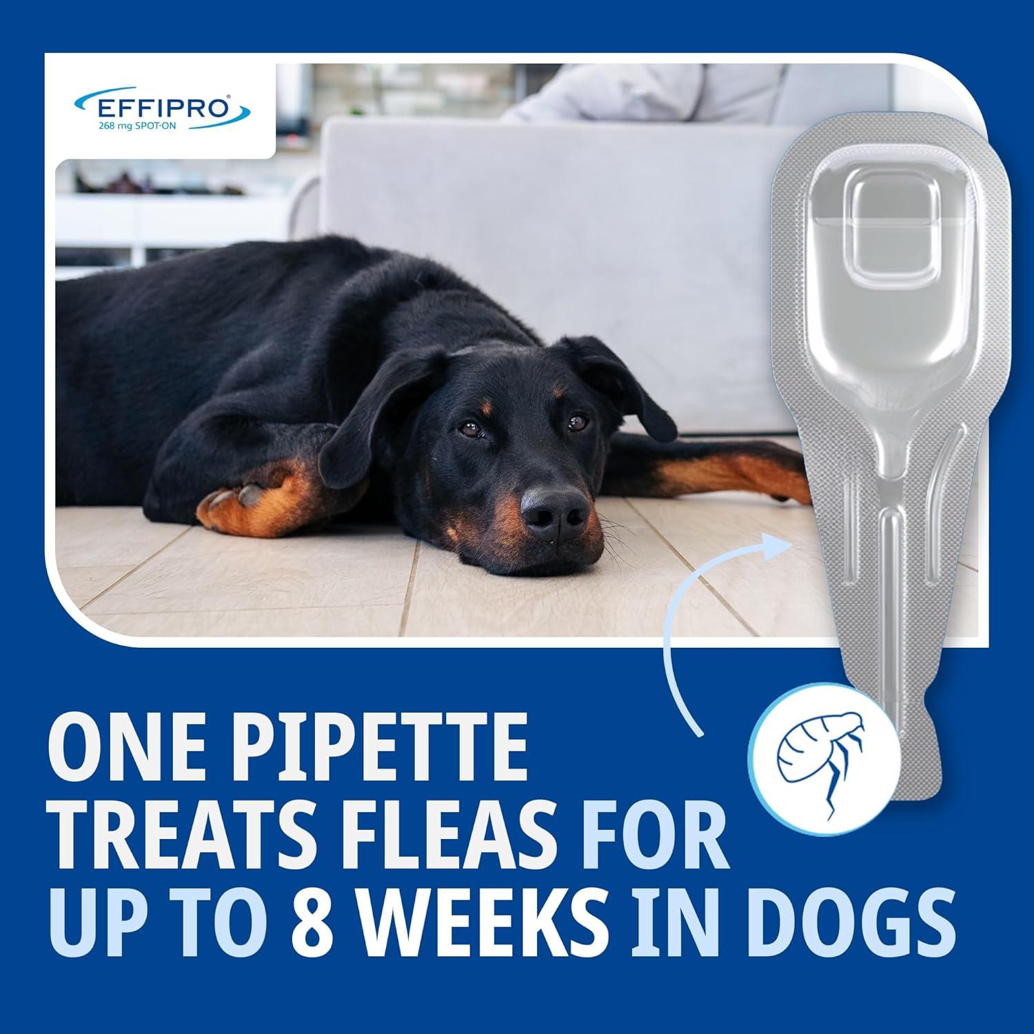 Spot On Flea Treatment AVM-GSL For Pets Cats & Dogs 4 Pipettes With Fipronil - Picture 35 of 61