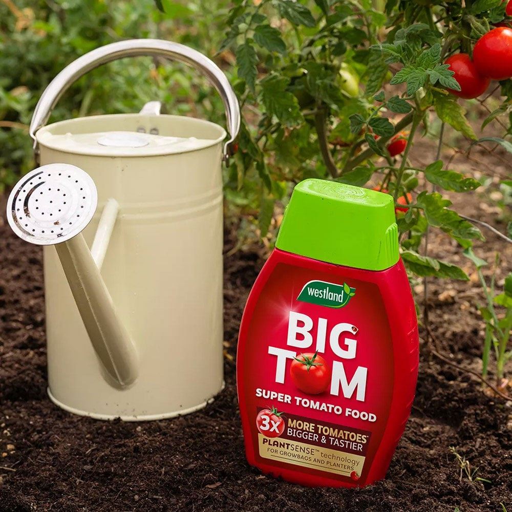 Westland Big Tom Super Tomato Food Feed 1L Seaweed Enriched x3 Yield
