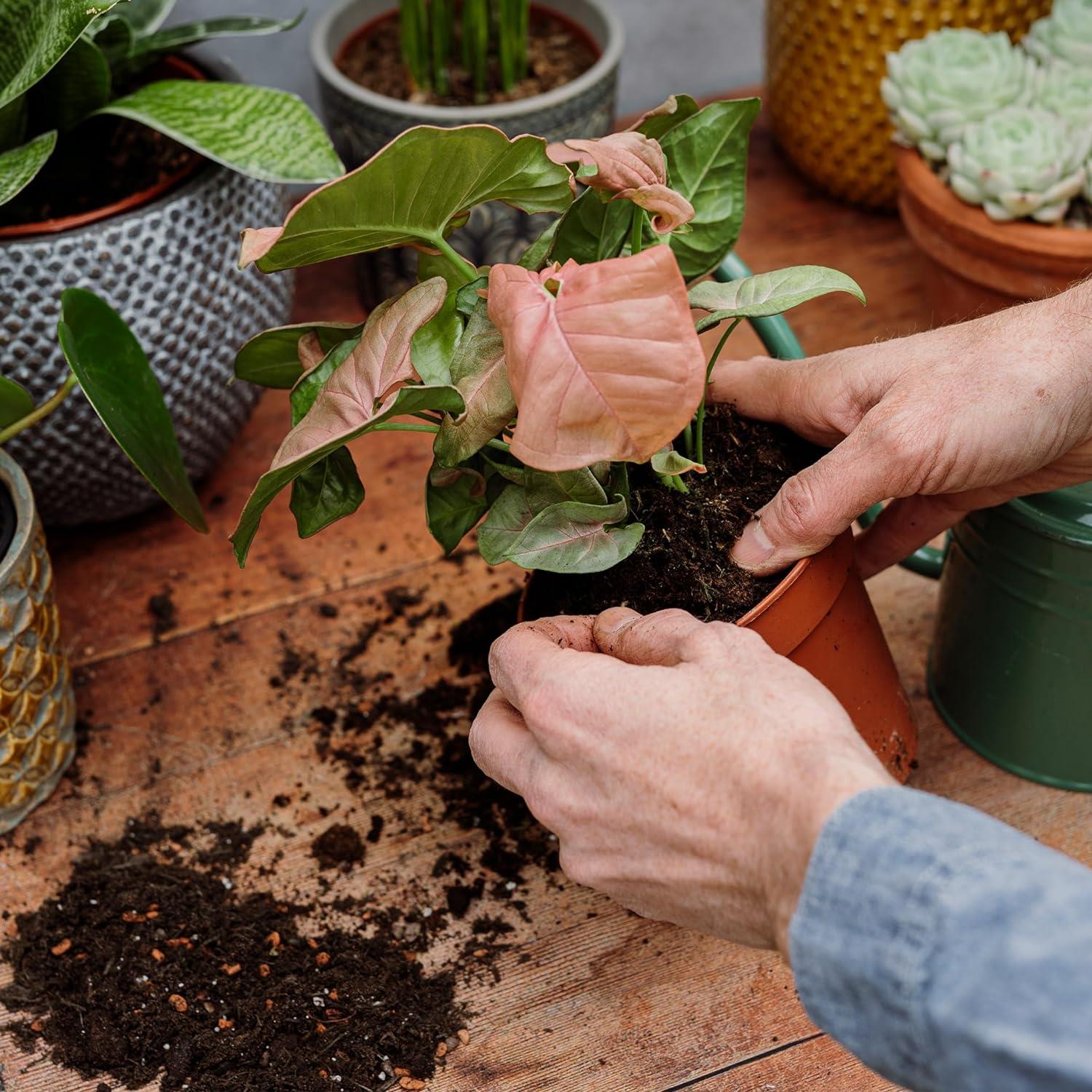 1 Westland Houseplant Potting Mix Peat Free Seramis House Plant Compost Soil 10L