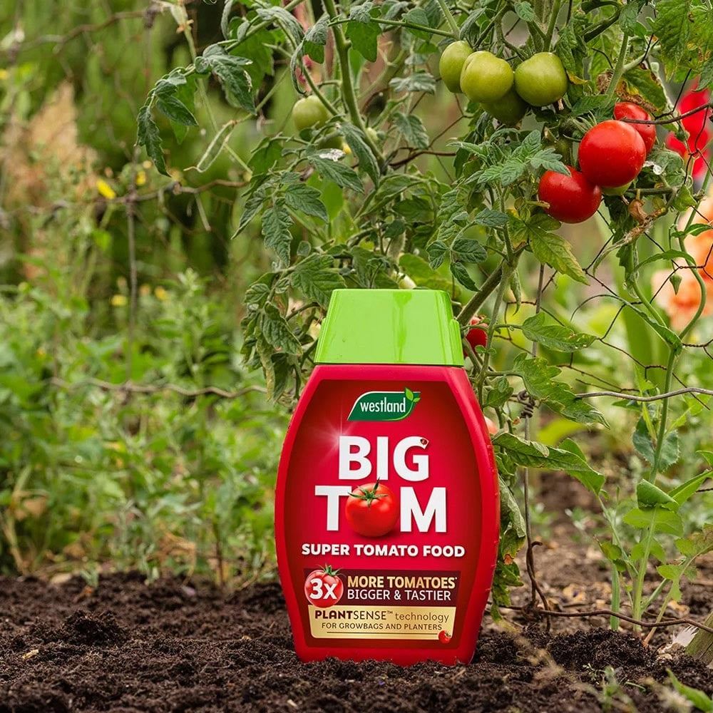 Westland Big Tom Super Tomato Food Feed 1L Seaweed Enriched x3 Yield