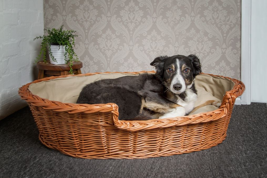 Extra Large Wicker Dog Basket Light Colour Cushion 5060367920170 eBay