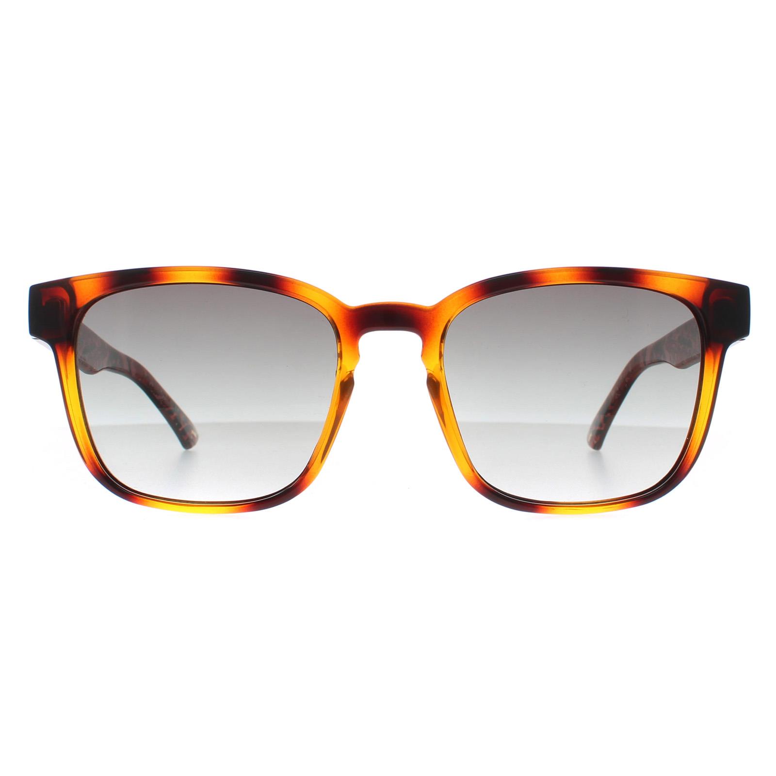 Ted Baker Sunglasses TB1635 Surf 122 Polished Dark Tortoise  display picture 2