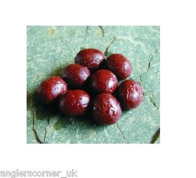 Enterprise Tackle Imitation Baits/ Maggots, Grubs, Casters, Worms