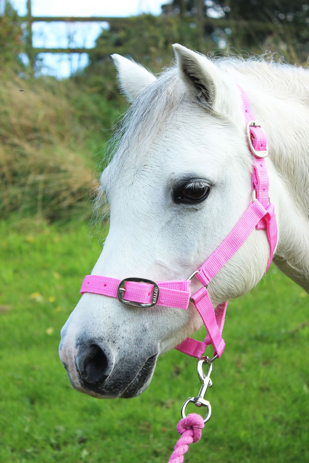 Pony Headcollar And Lead Rope Set Premier Equine Fleece Padded Pony Head Collar | Elite Saddlery Horse Headcollar