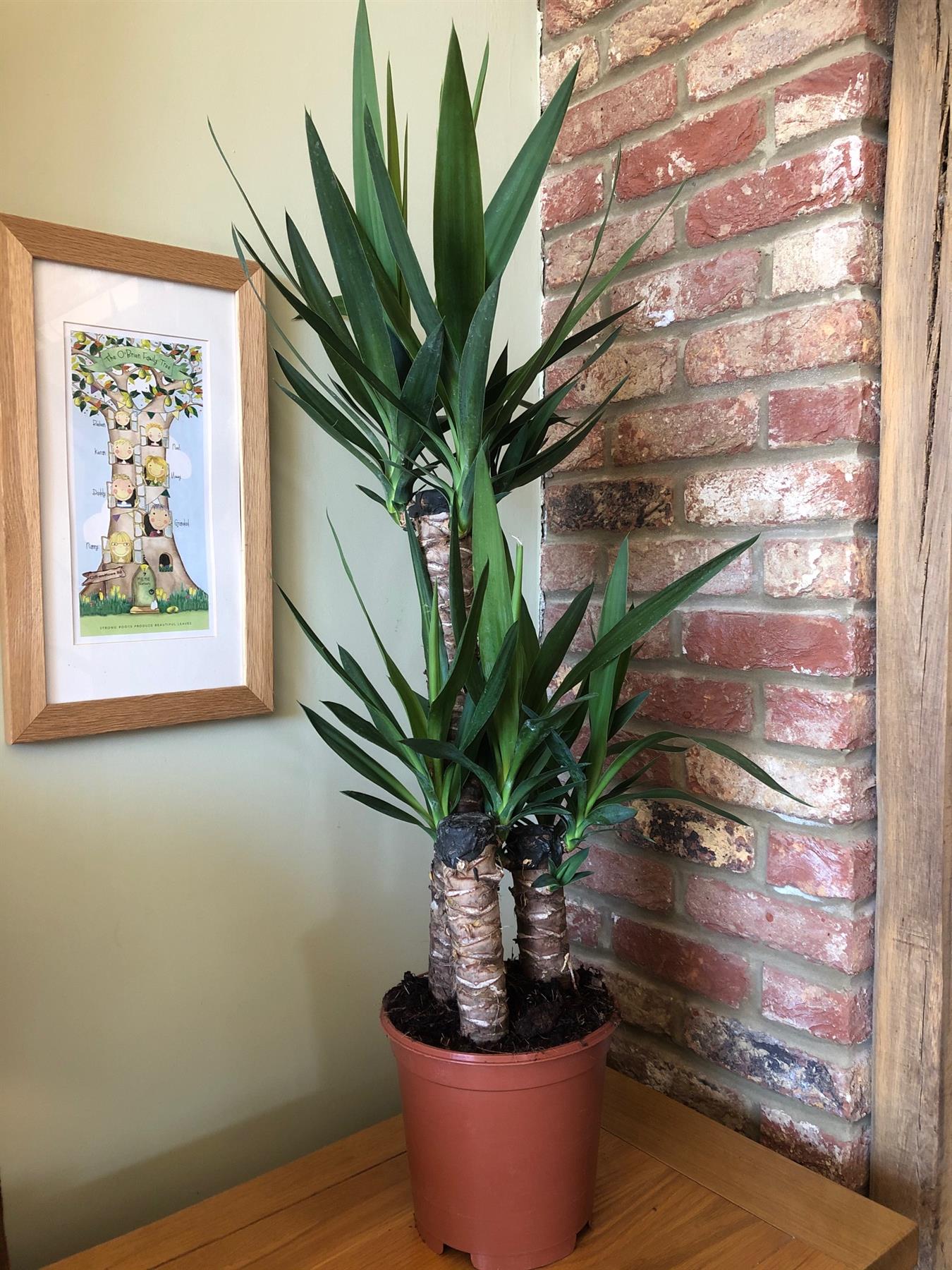 Extra Large Indoor Yucca Tree Houseplant 100cm Tall in a 4.5 Litre Pot