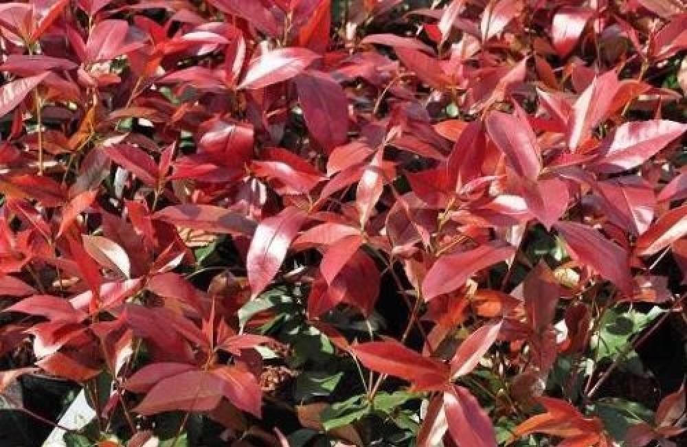 3X 4-5FT LARGE PHOTINIA RED ROBIN EVERGREEN HEDGING TREES - 3L | eBay