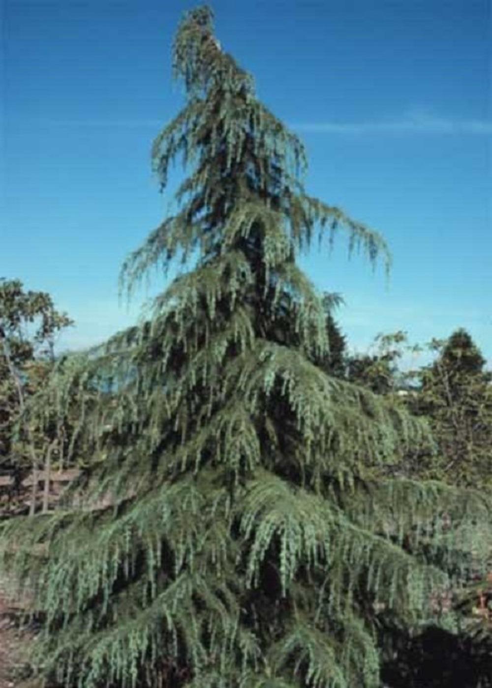 1X 45FT EXTRA LARGE CEDRUS DEODARA TREE SPECIMEN EVERGREEN CEDAR