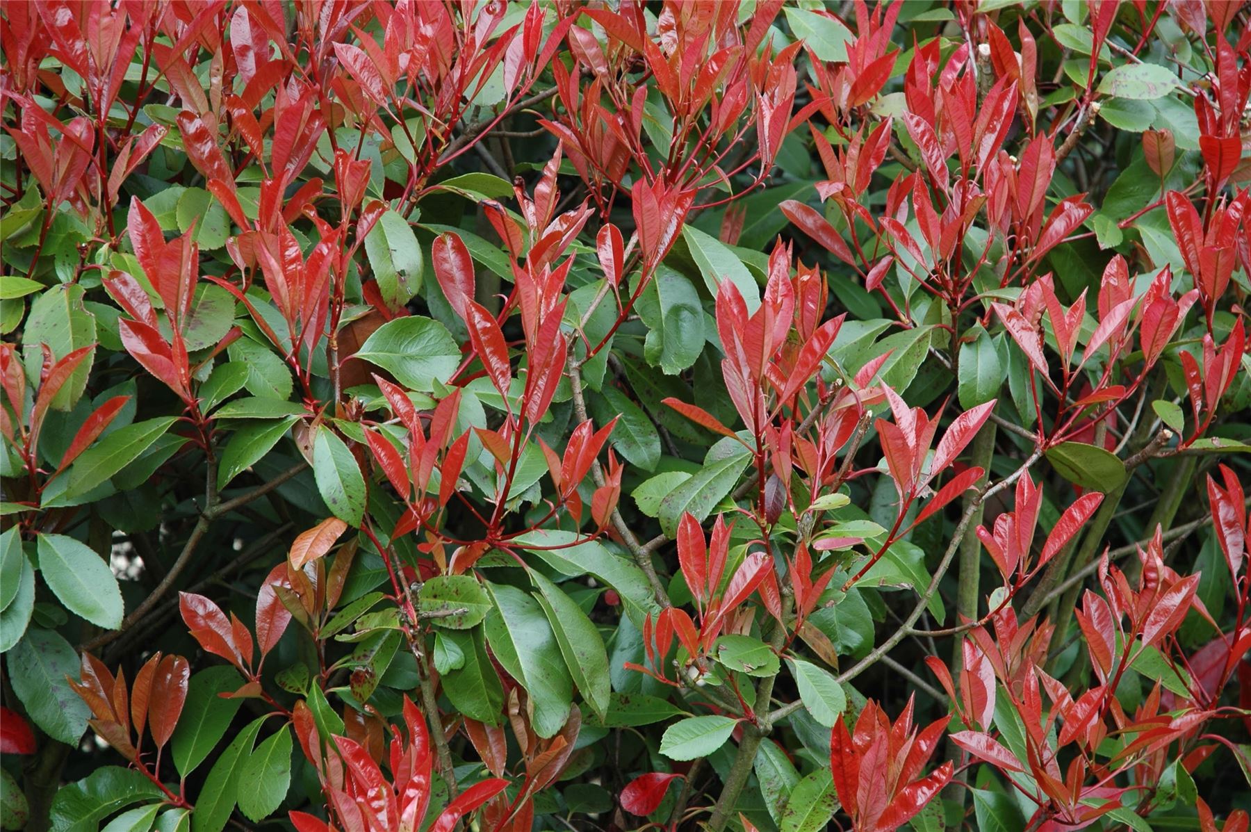 1x Photinia Red Robin Garden Shrub Plant 34ft Tall