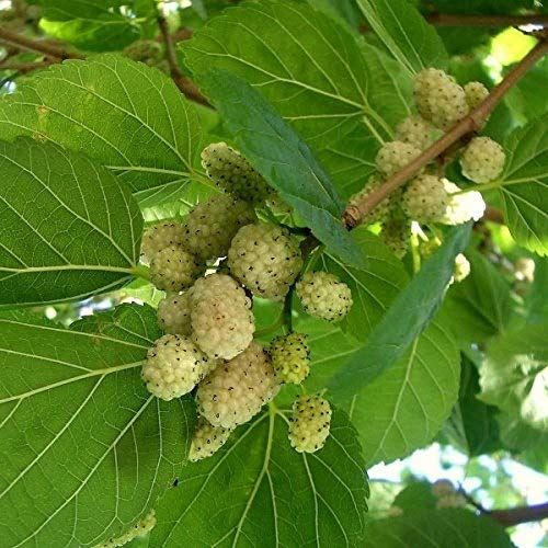 5 Litre Pot,Grow Nuts,Juglans Regia Large English Walnut Fruit Tree 3-4ft Tall