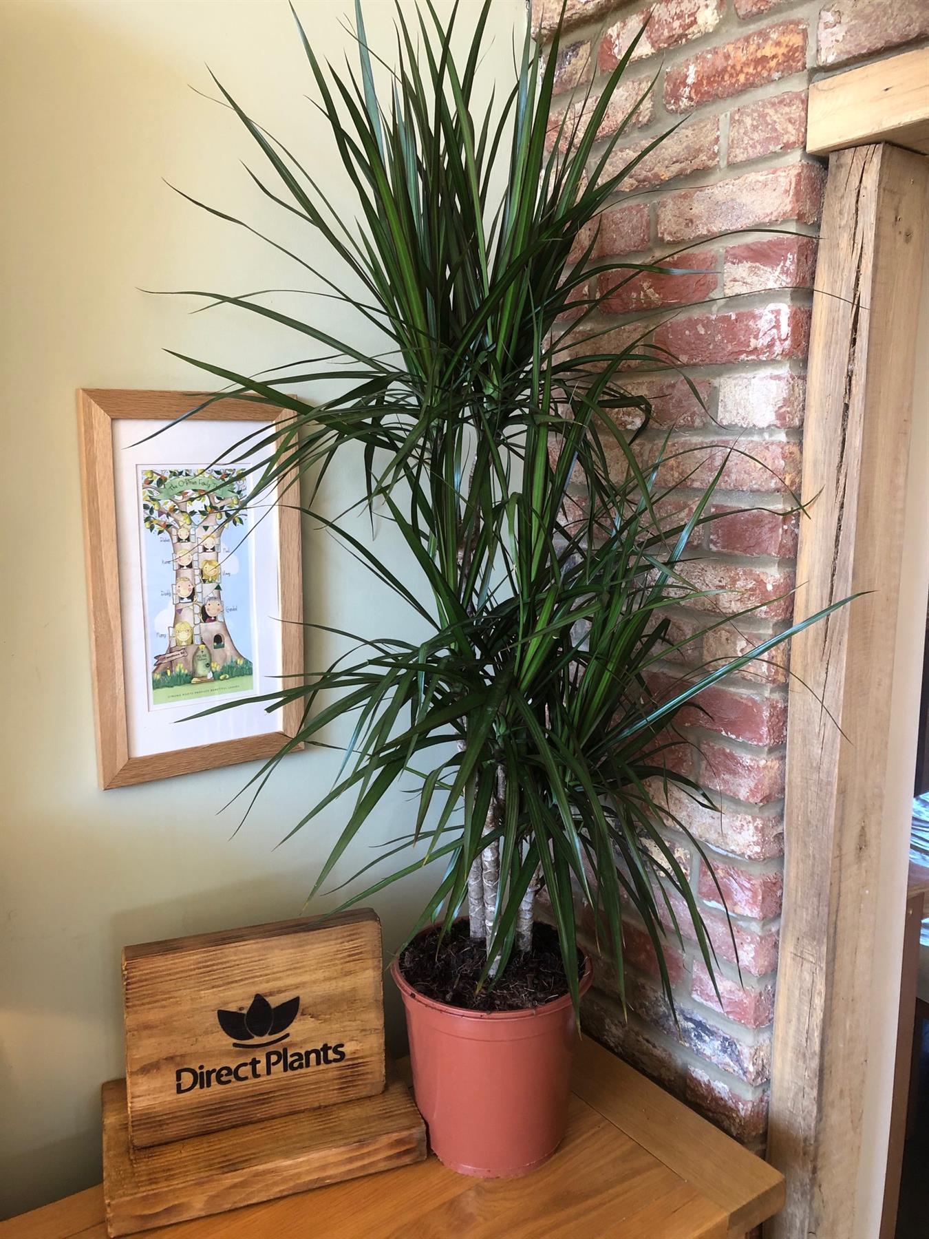 Extra Large Dracaena Marginata Dragon Tree Indoor