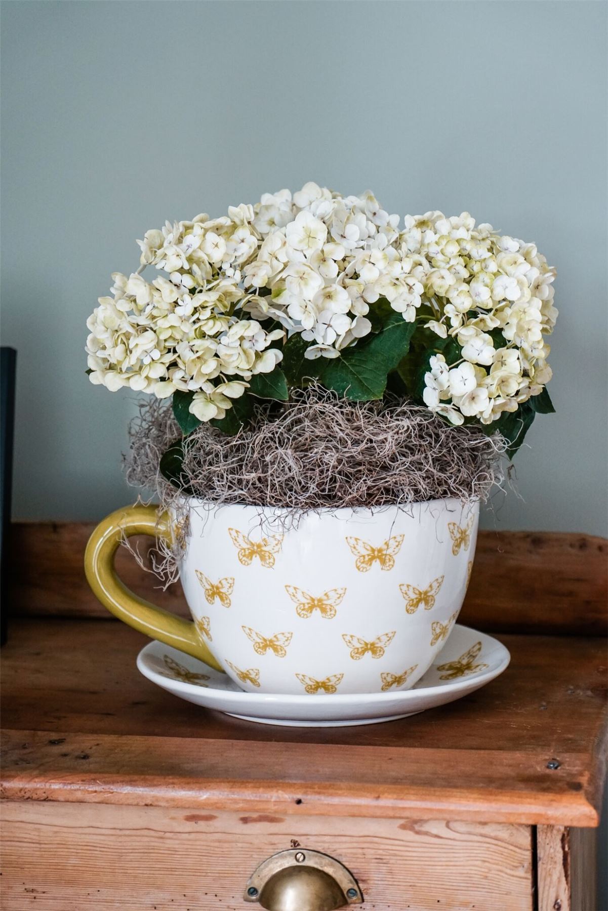 Ivyline Butterfly Extra Large Teacup & Saucer Planter Plant Pot Flower Pot 25cm 5055352842513 eBay