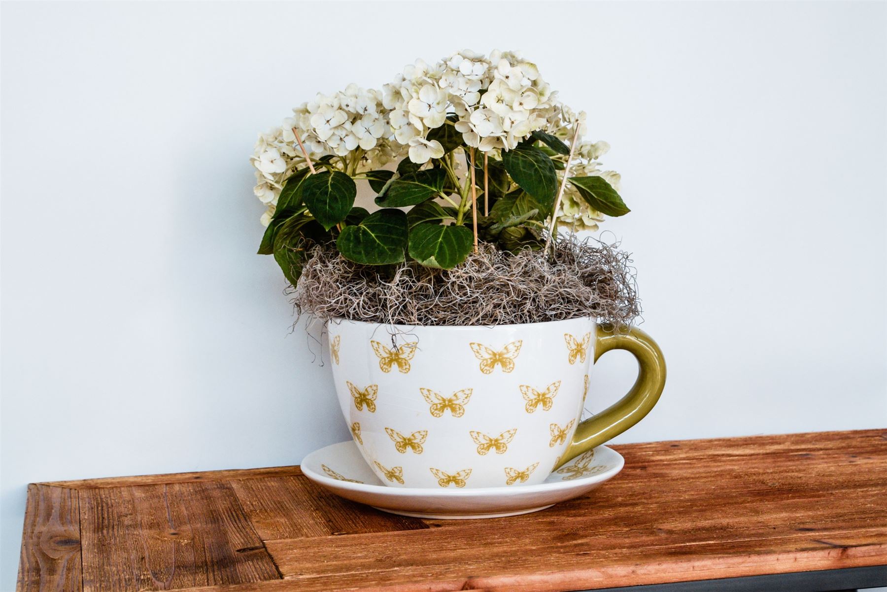 Ivyline Butterfly Extra Large Teacup & Saucer Planter Plant Pot Flower