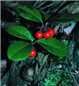 Wintergreen 10ml 100% Pure Essential Oil - Picture 2 of 6