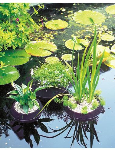 Водные Растения Купить В Интернет Магазине